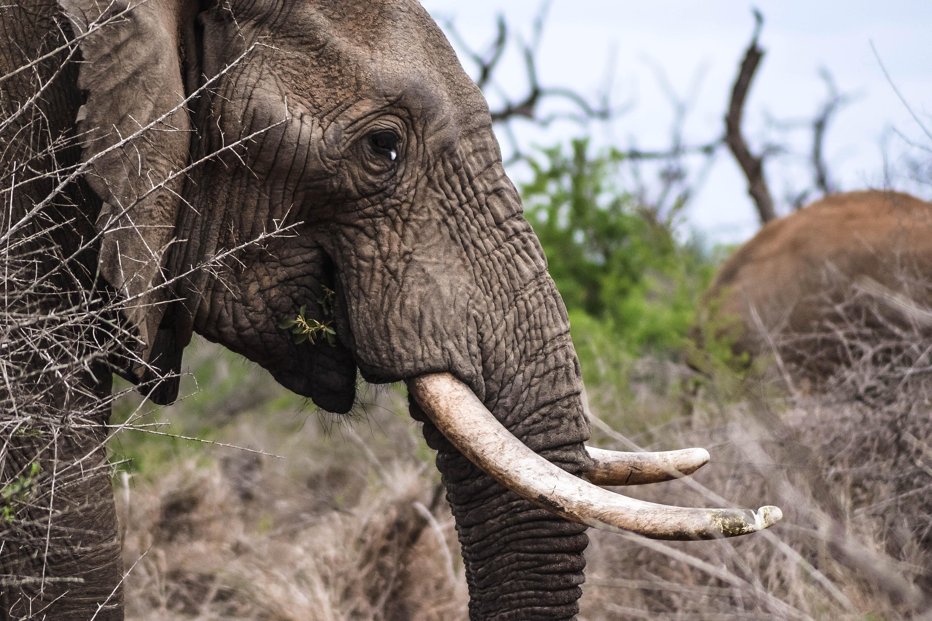 Akagera National Park