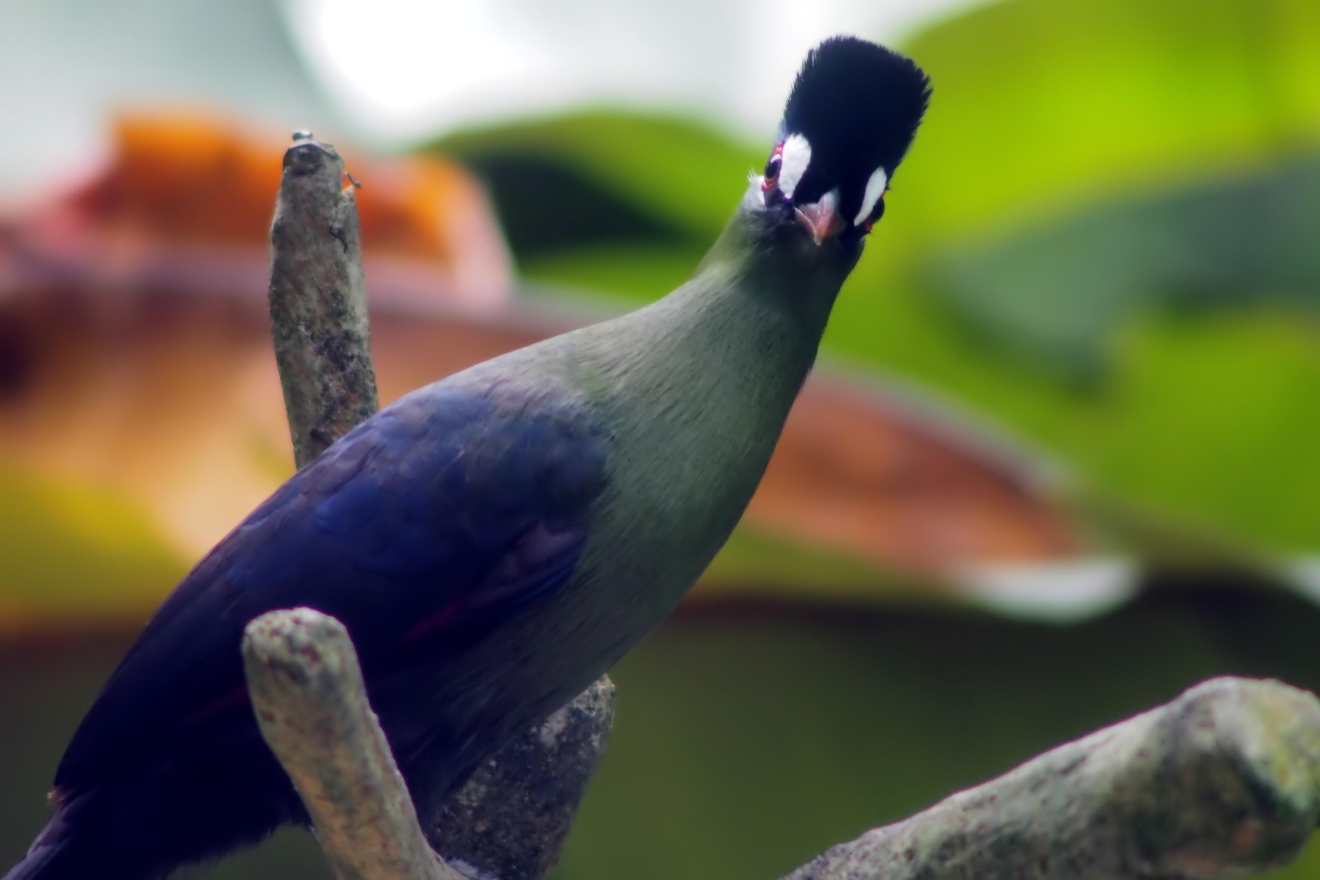 Great Blue Turaco