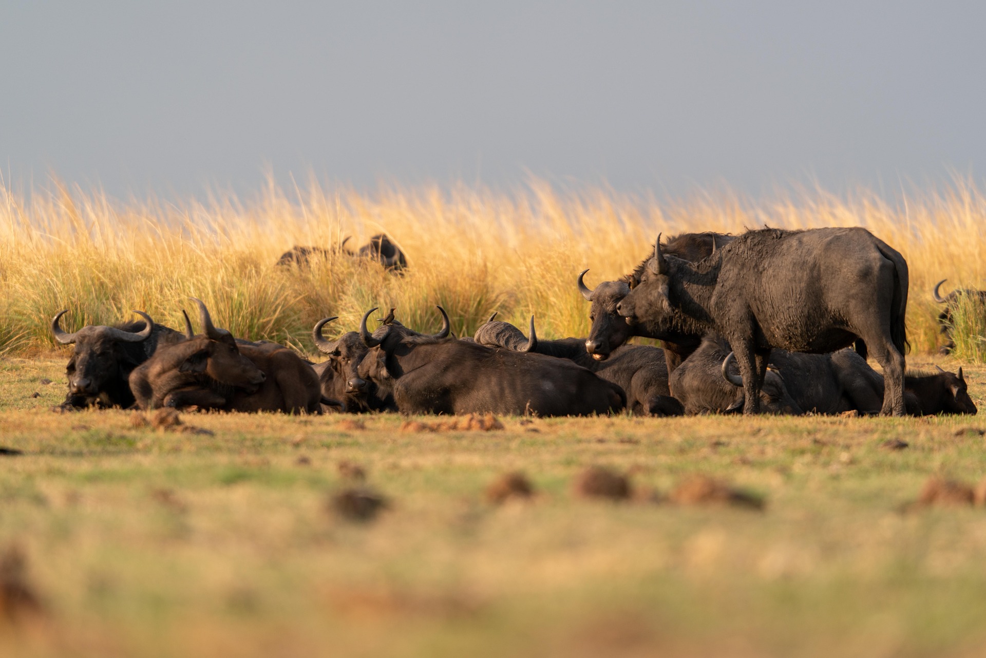 Queen Elizabeth National Park