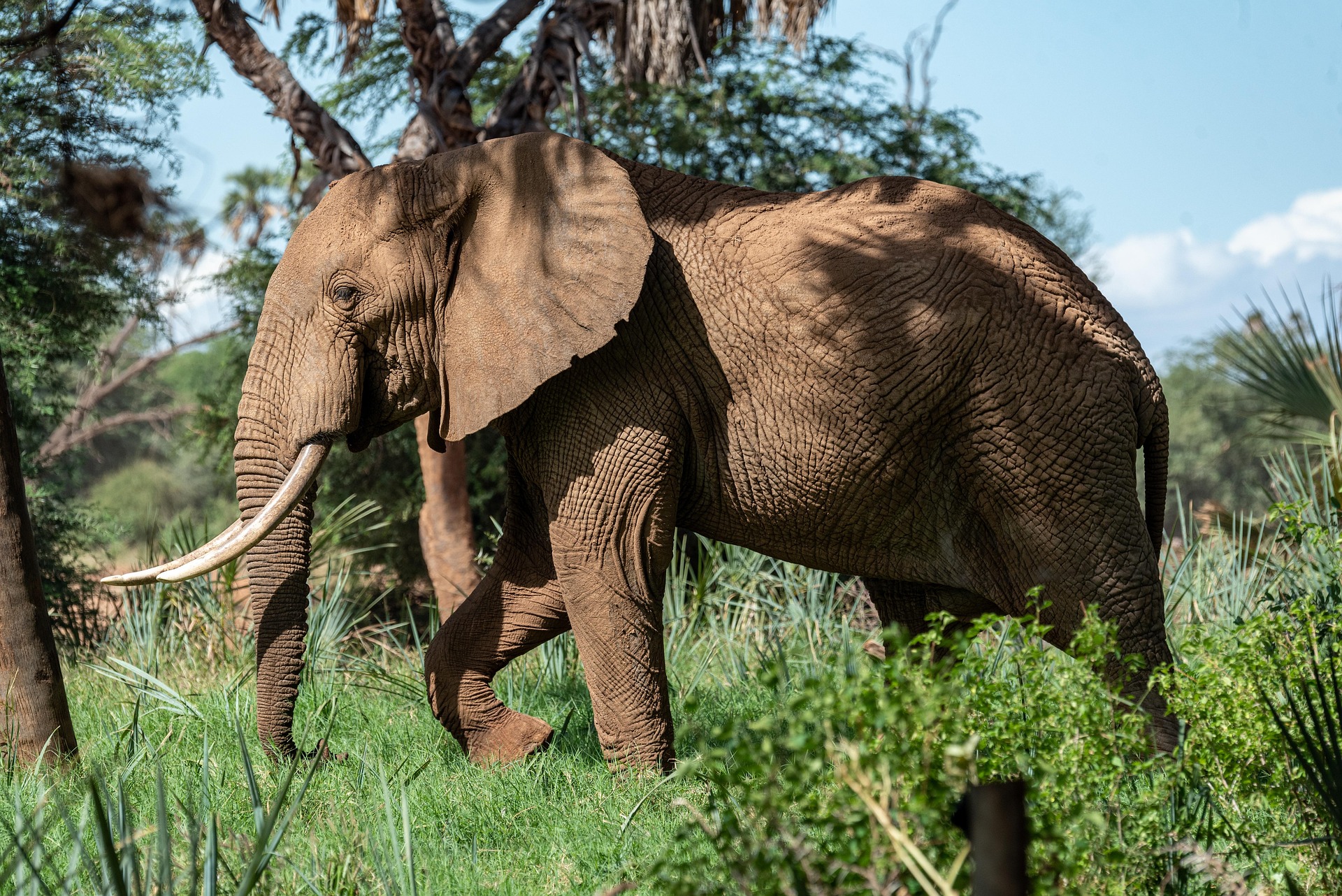 African Bush Elephant