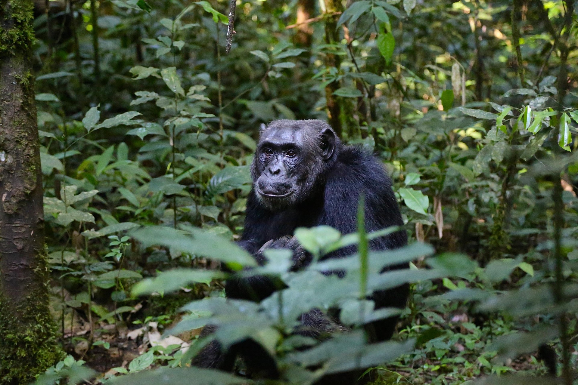 Ngamba Island, Uganda