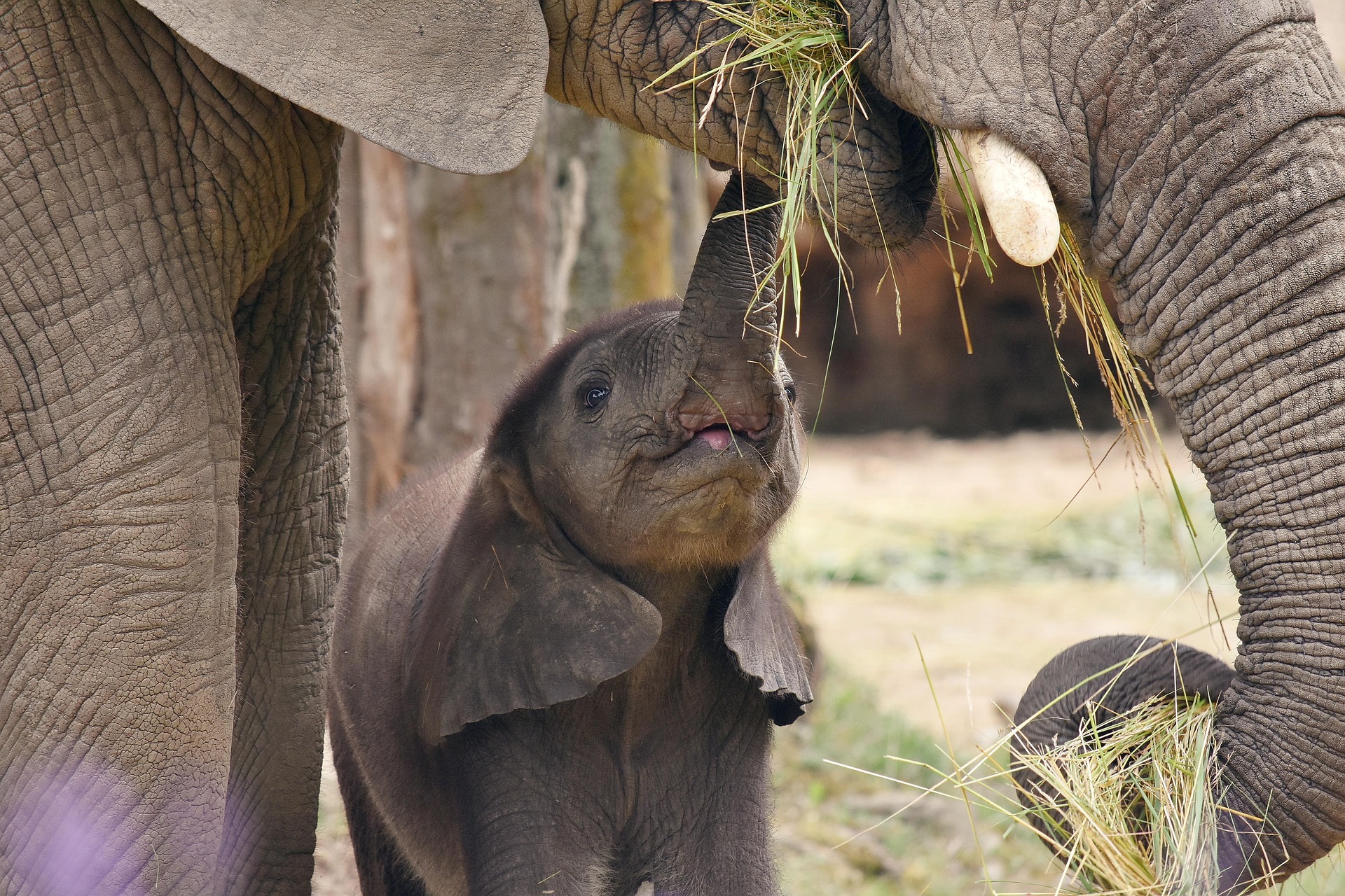 Elephant tracking