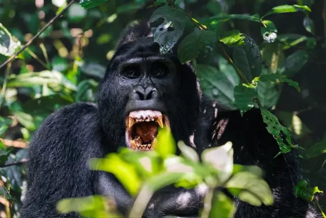 Gorilla encounter in the forest