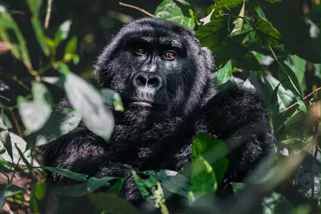A gorilla resting among the foliage