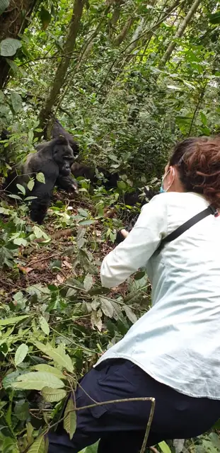 A close gorilla encounter on the trail
