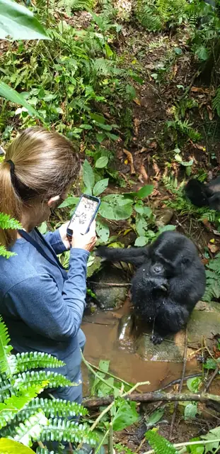 A close view of a gorilla during trekking