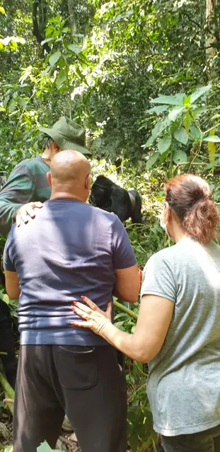 Guided gorilla trekking experience