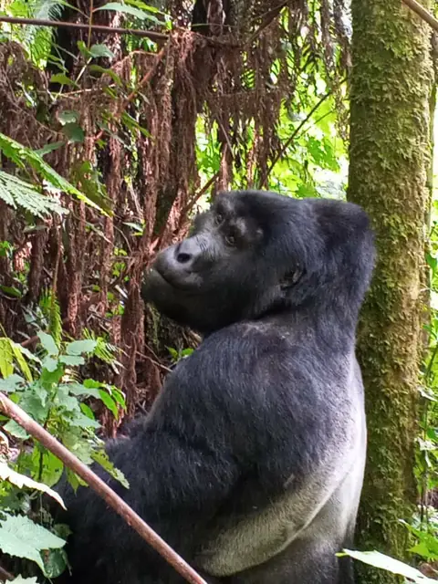 Gorilla in the lush forest