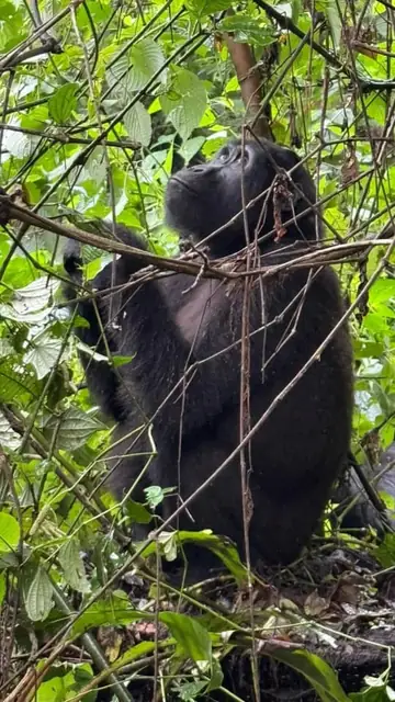 Gorilla hidden among vines and forest cover