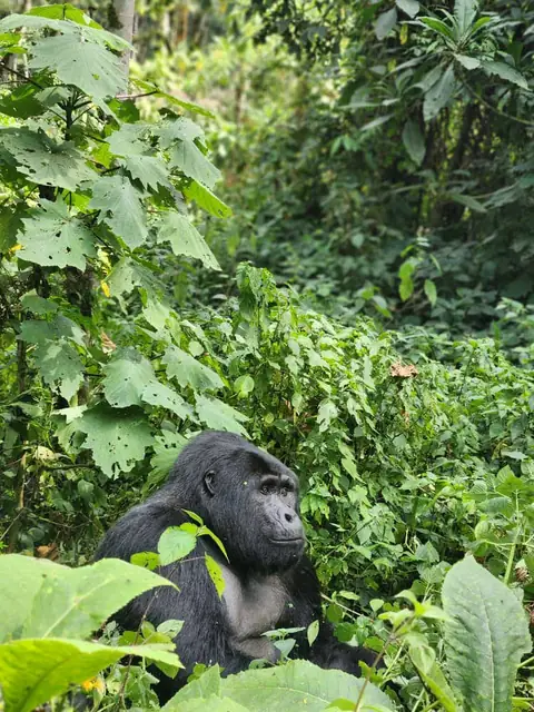 Gorilla resting in dense vegetation