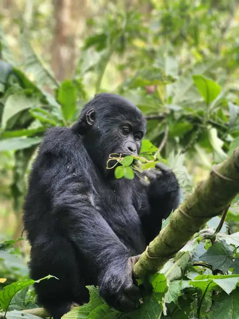 Young gorilla among the trees