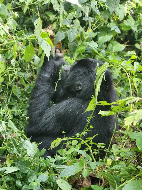 Gorilla surrounded by Bwindi’s greenery