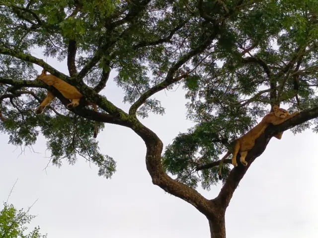 Wildlife high in the savannah canopy