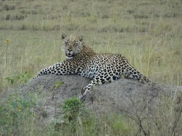 Leopard resting in the grasslands
