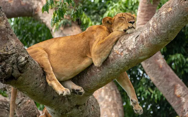 Tree-climbing lion on safari