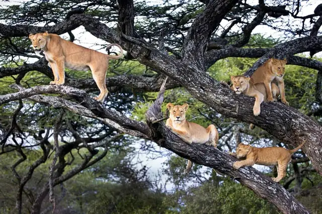 A pride of tree-climbing lions