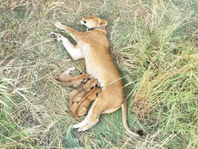 Lioness and cubs resting together