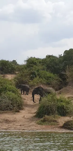 Wildlife encounter on the savannah