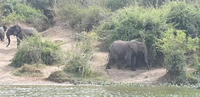Elephant sighting near the water
