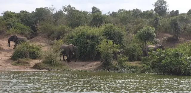 Elephants moving through the landscape