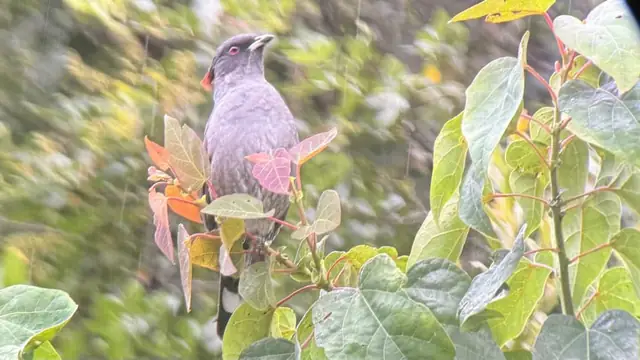 Colourful birdlife of Uganda