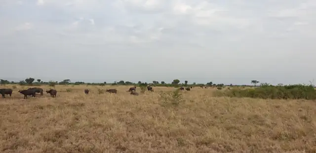 Buffalo herd across the open plains