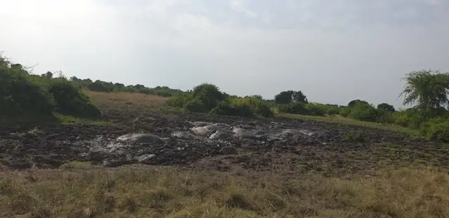 Wildlife gathering in the grasslands