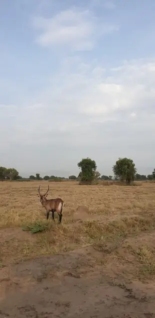 Wildlife across the open landscape
