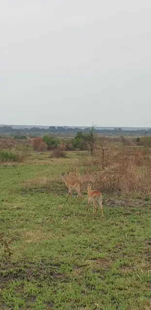 Giraffe on the savannah