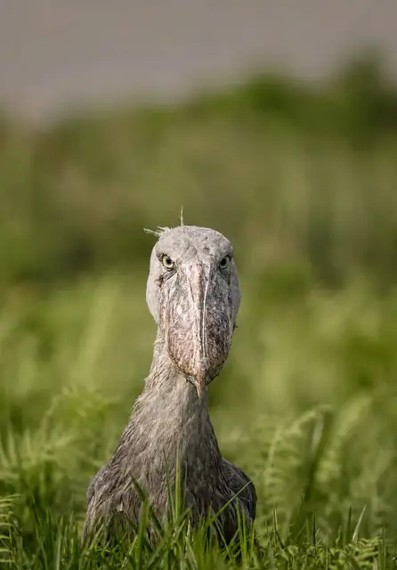 Shoebill sighting in Uganda’s wetlands