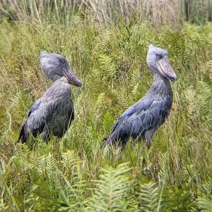 Shoebills in their wetland habitat