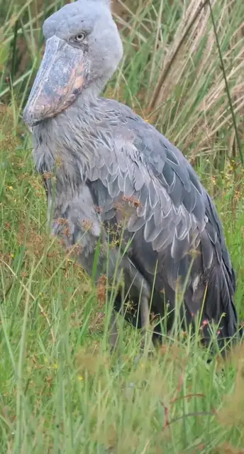 Shoebill in the reeds