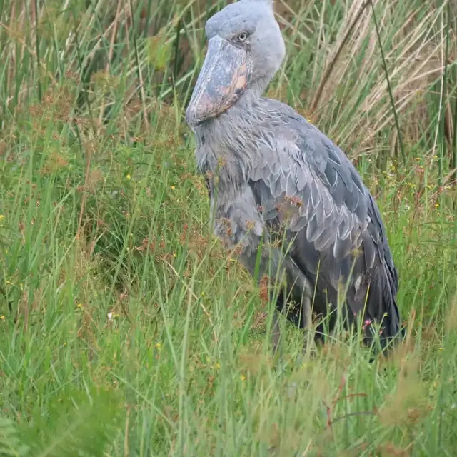 Shoebill standing among wetland grasses