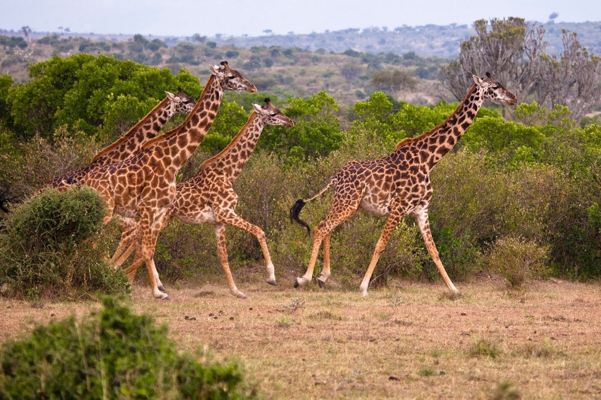 Giraffe Centre, Kenya