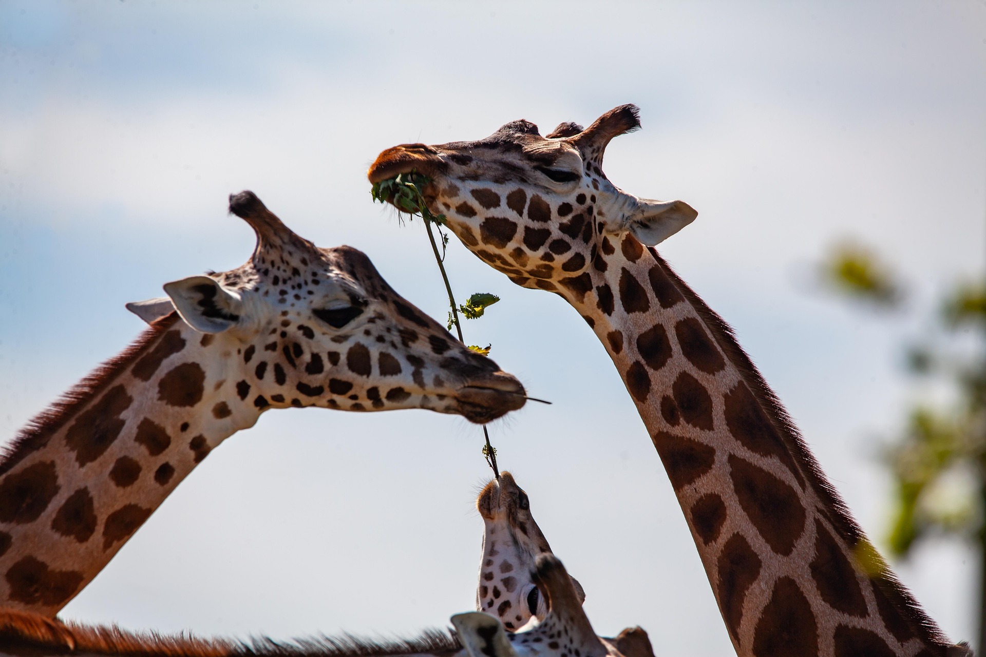 Nairobi National Park