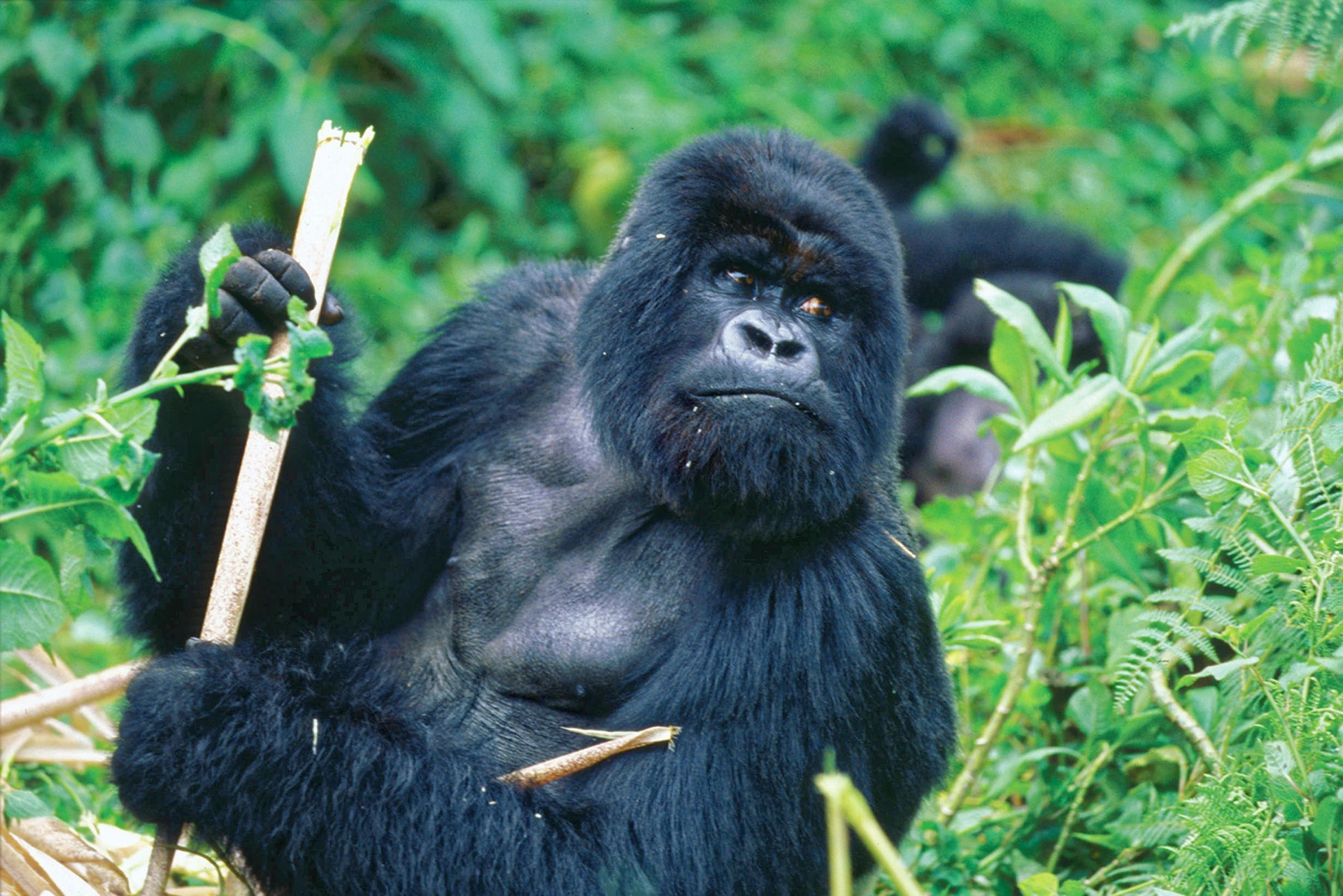 Mgahinga Gorilla National Park