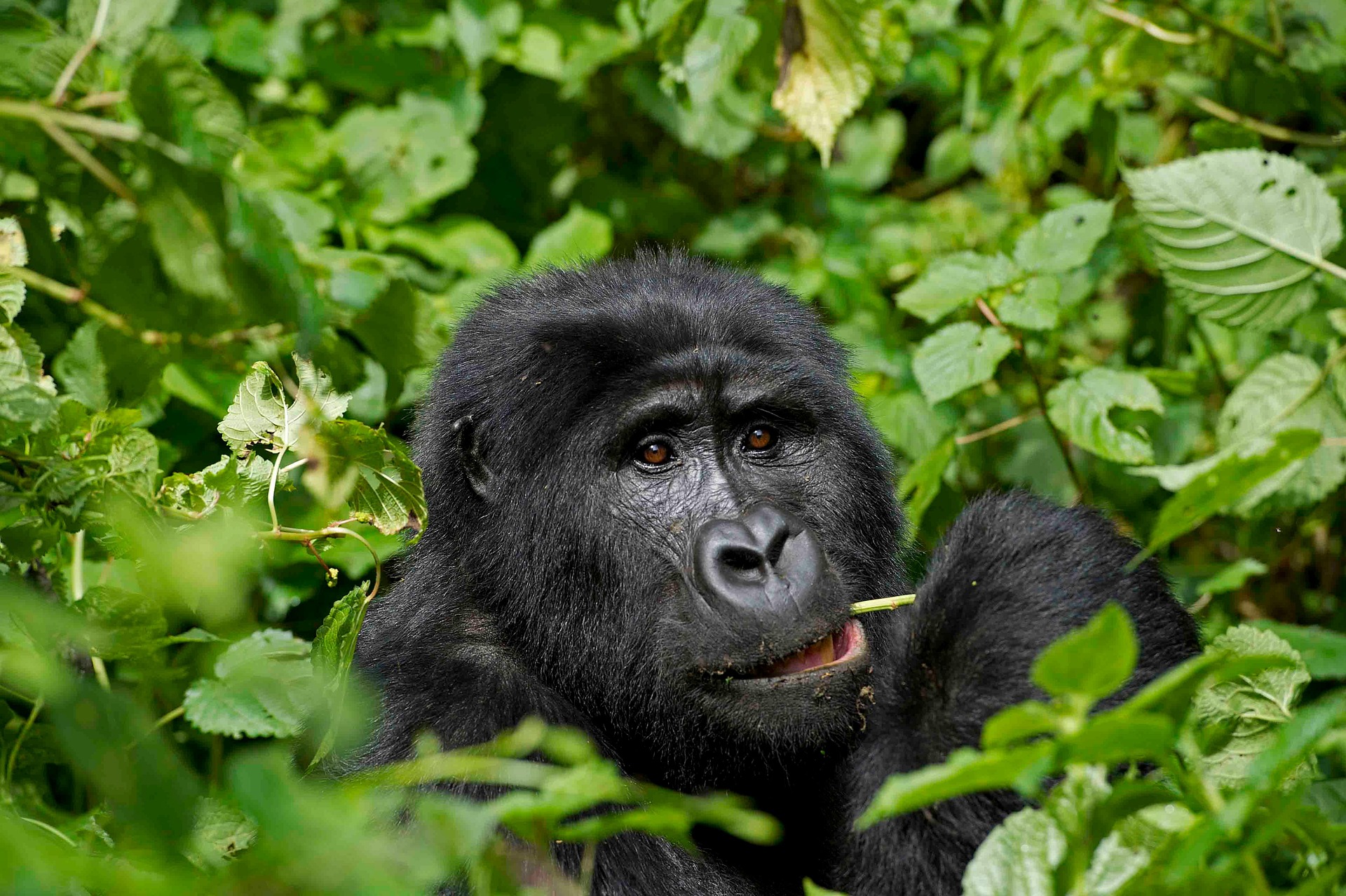 Virunga National Park