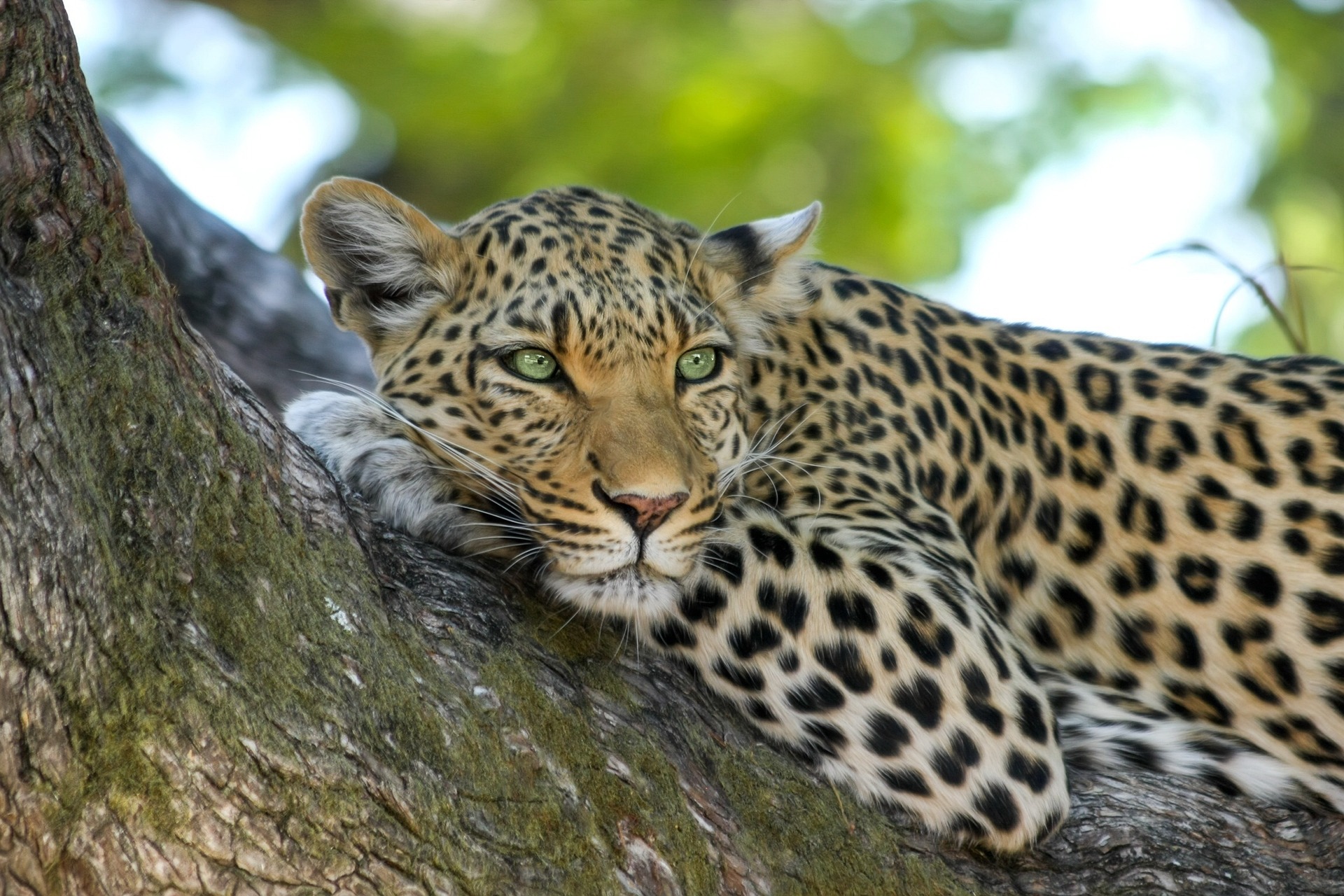 Ngorongoro Crater