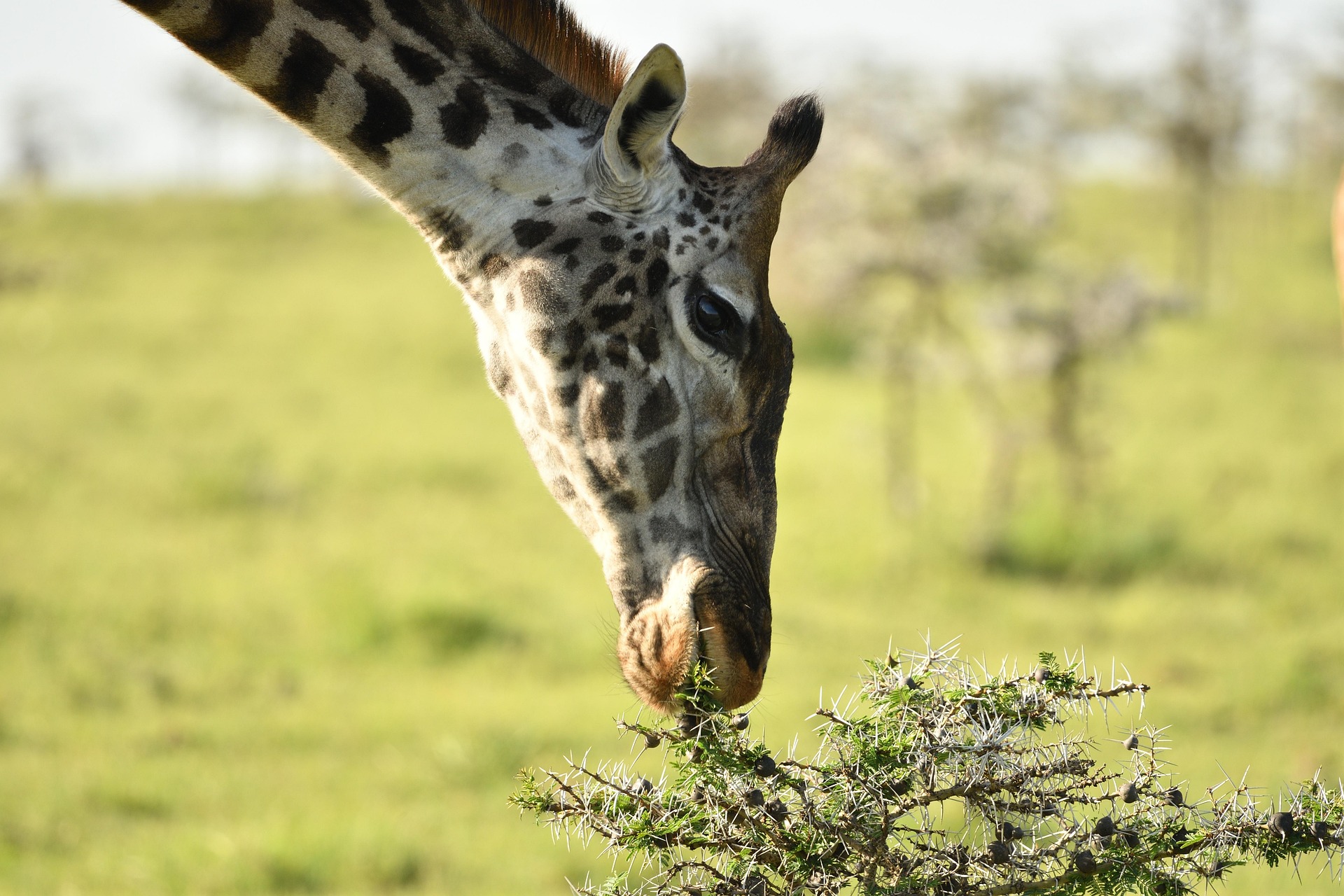 Masai giraffe