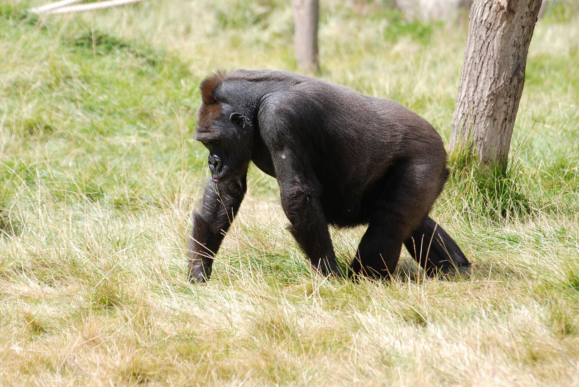 Mountain Gorilla