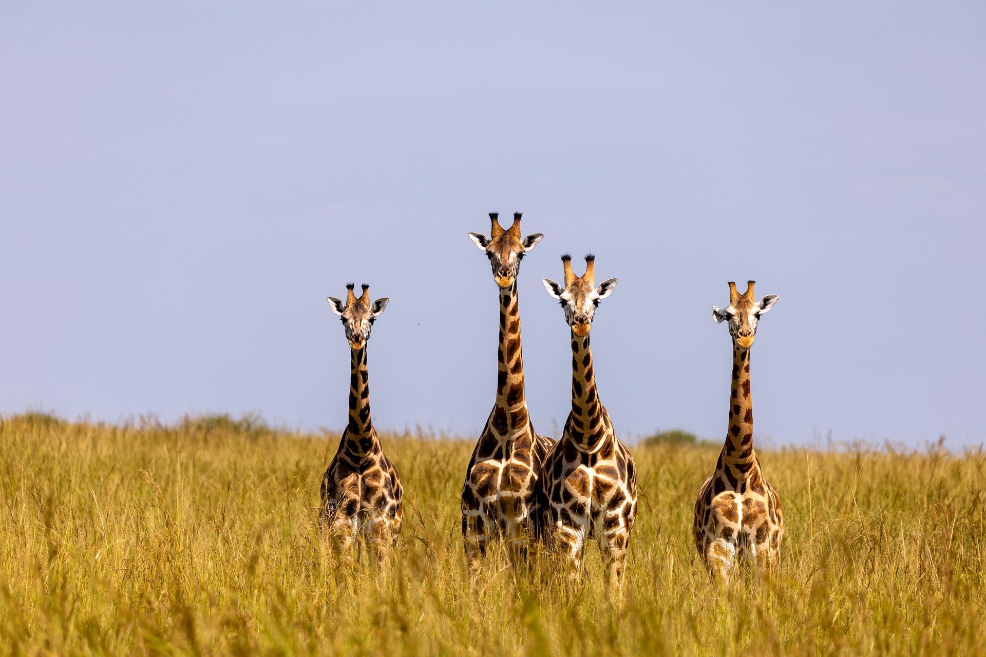 Murchison Falls National Park