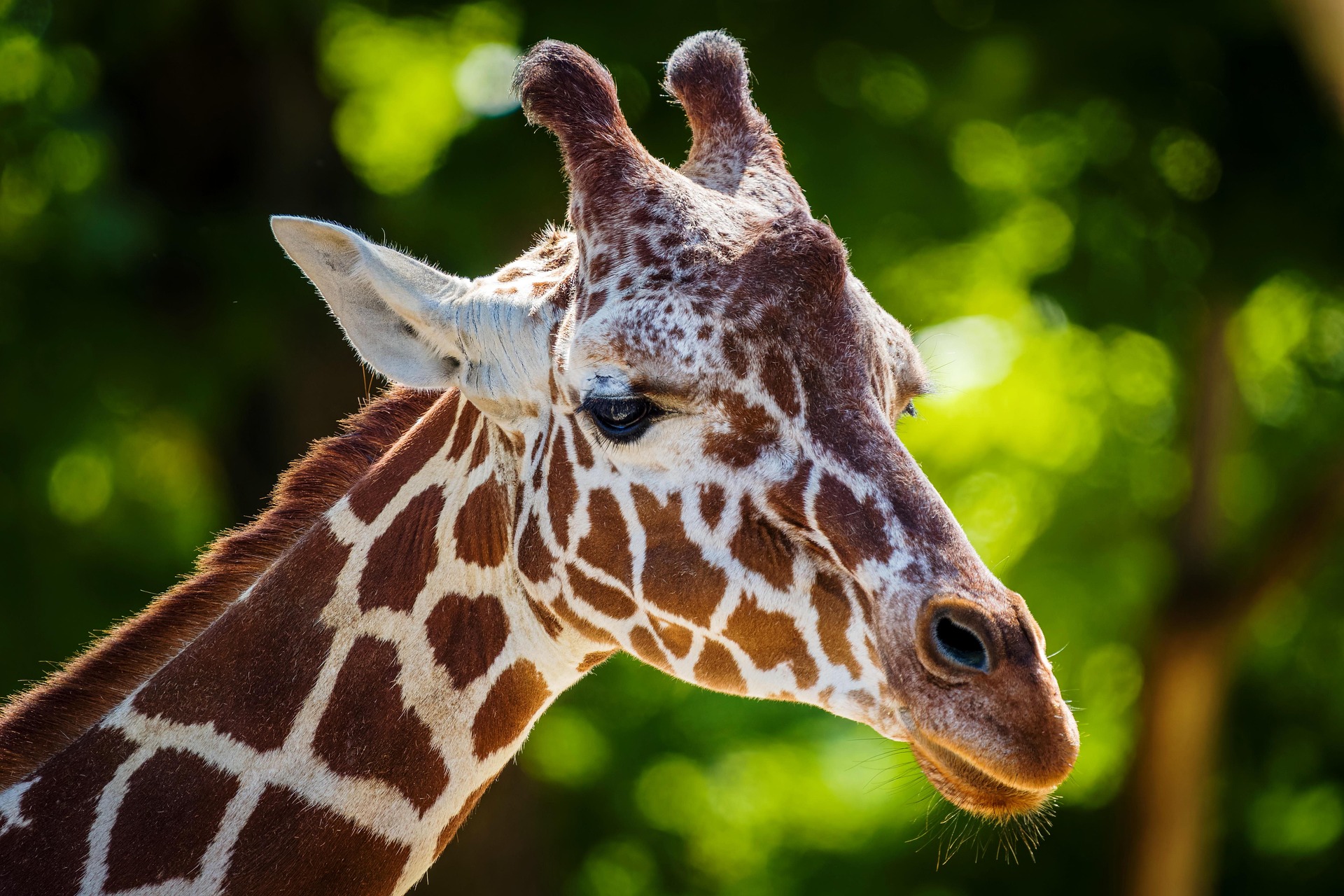 Nubian giraffe