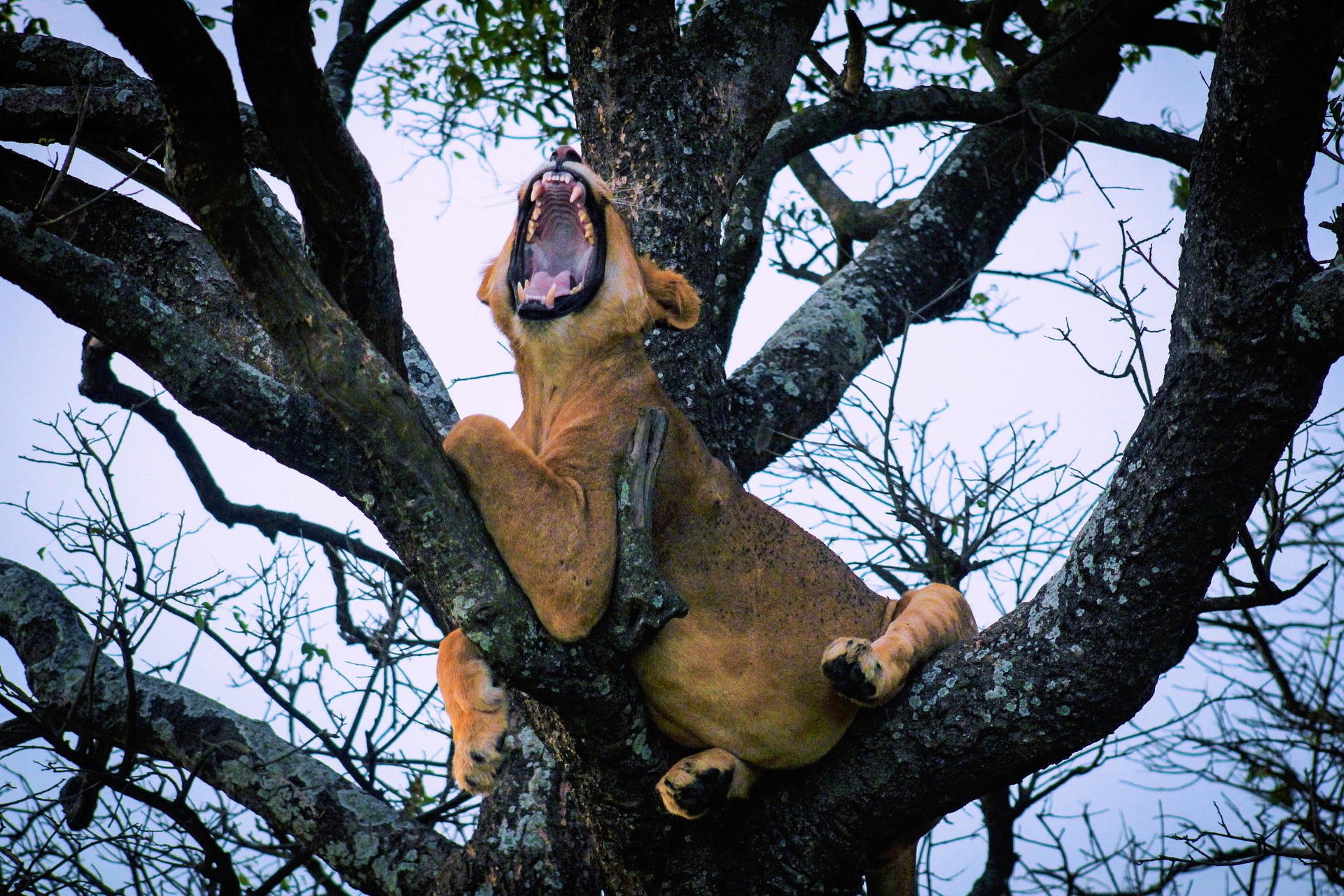 Queen Elizabeth National Park