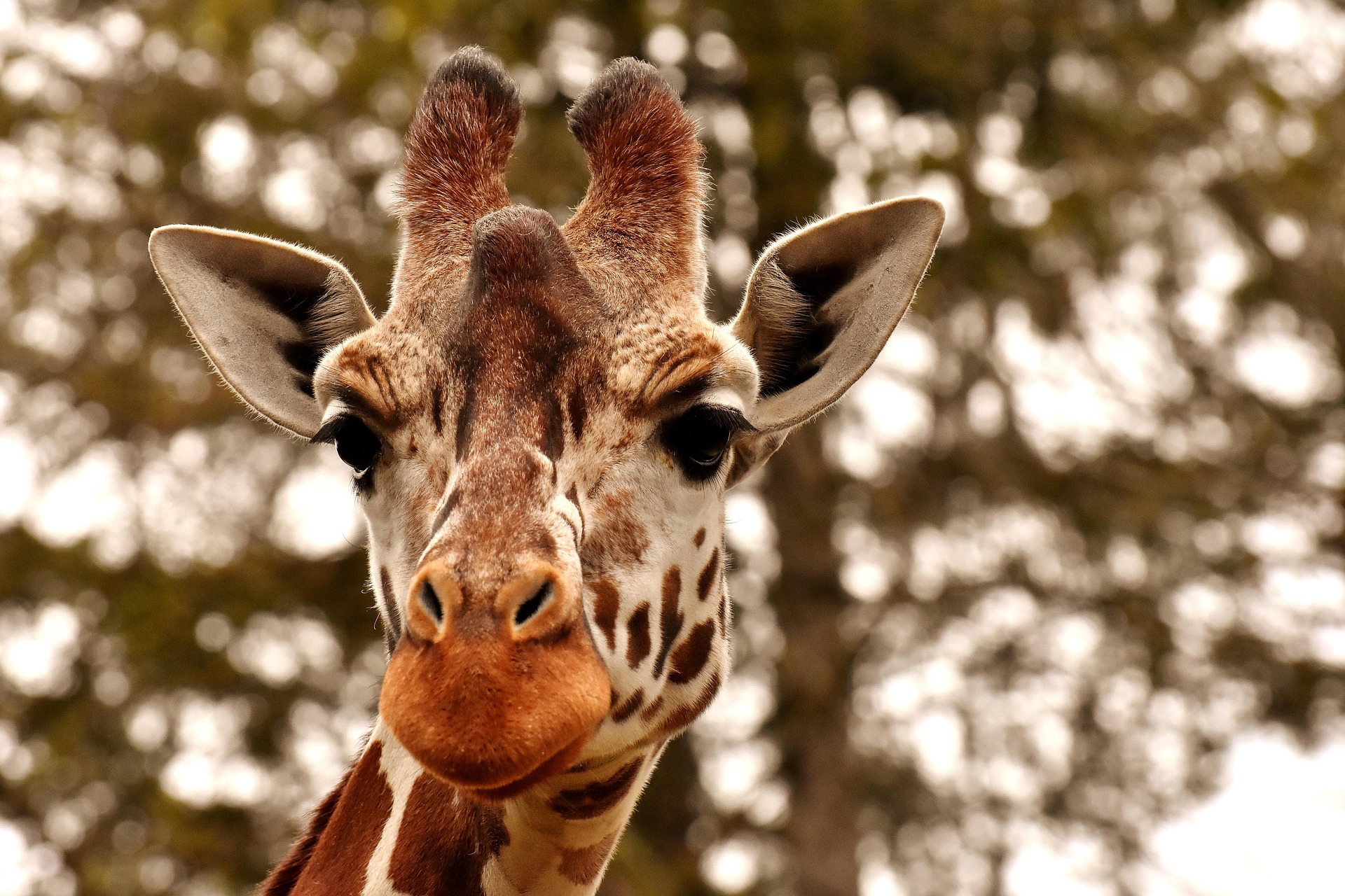 Reticulated giraffe