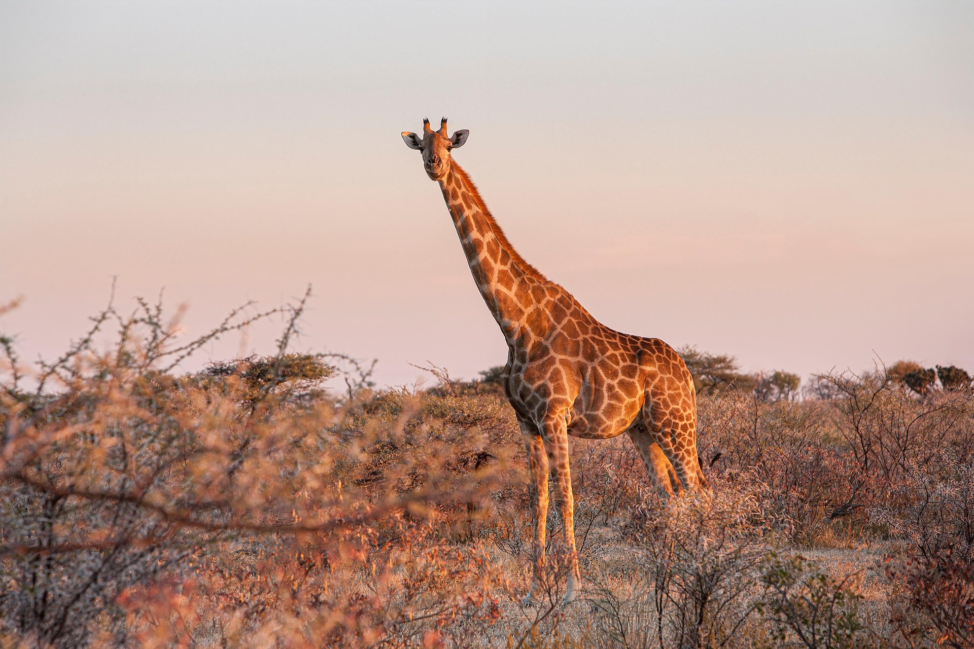 Samburu National Reserve, Kenya