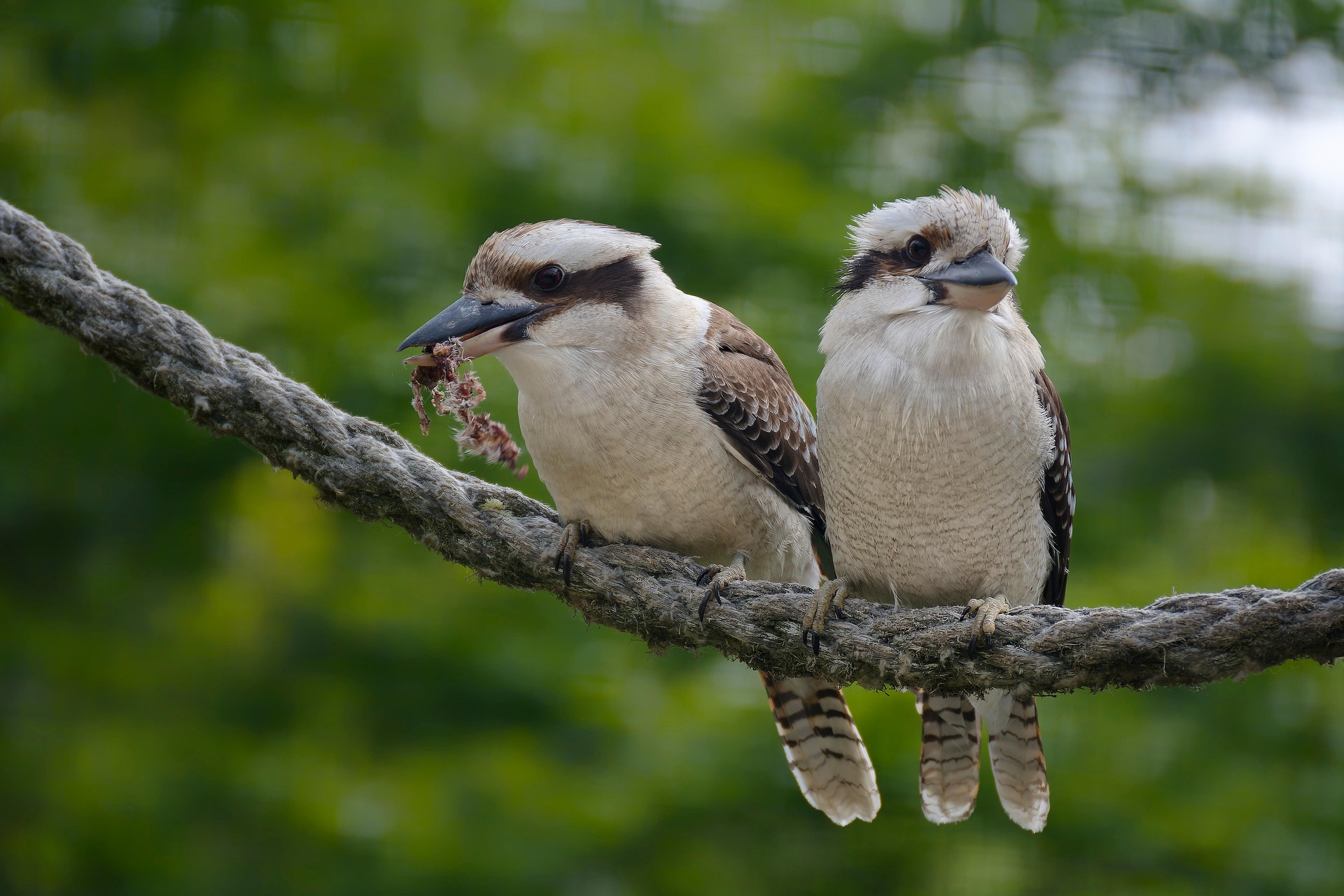 Bird Watching