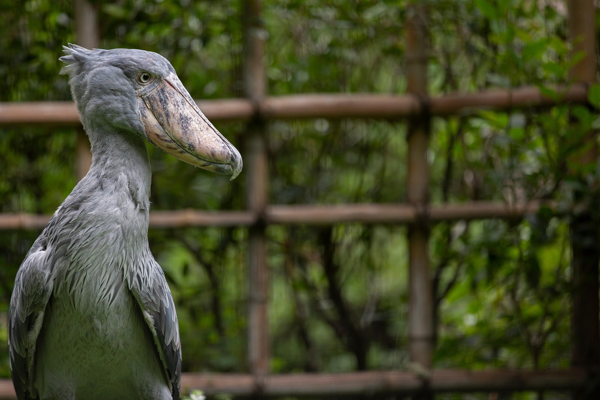 Shoebill Stork