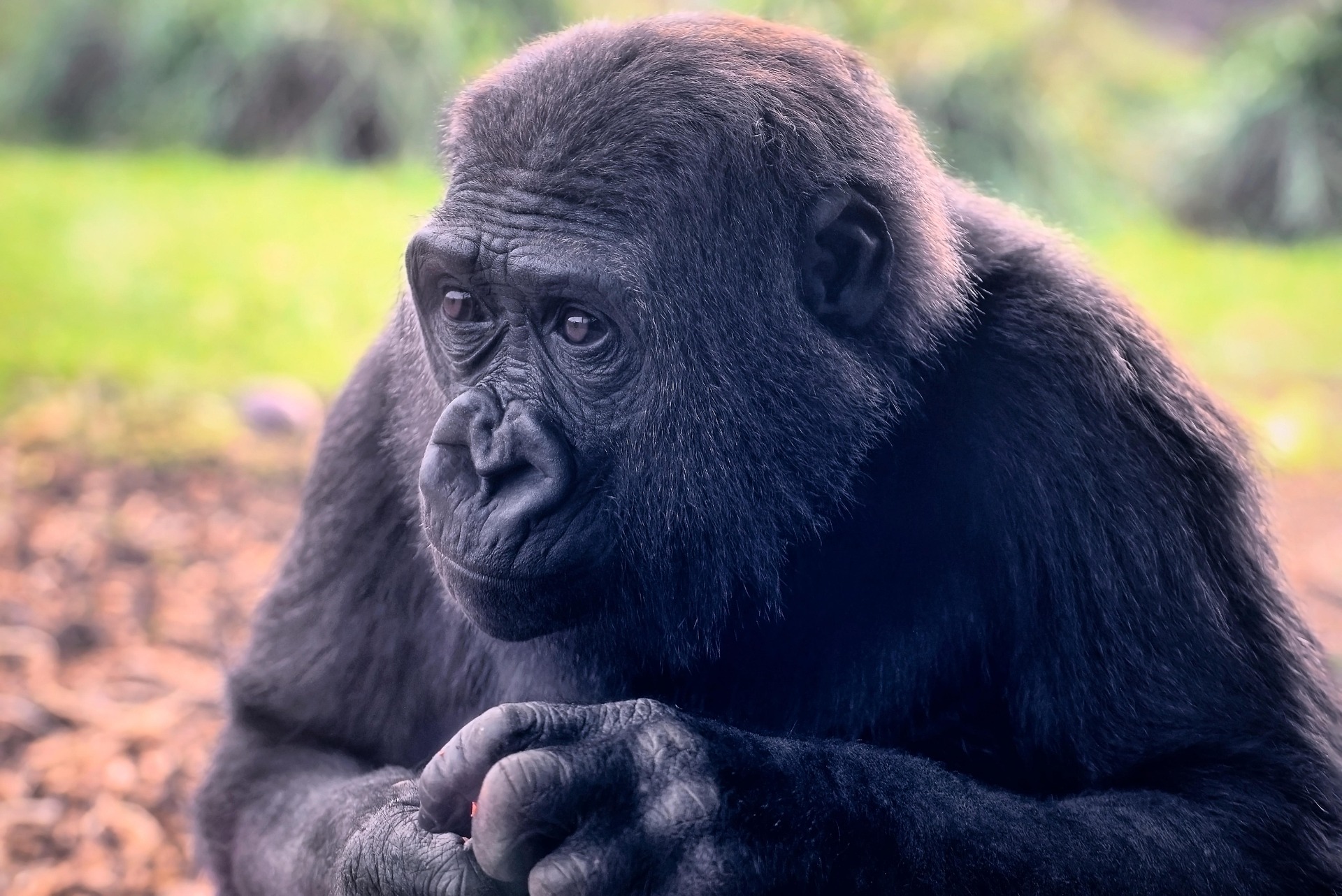 Western Gorilla